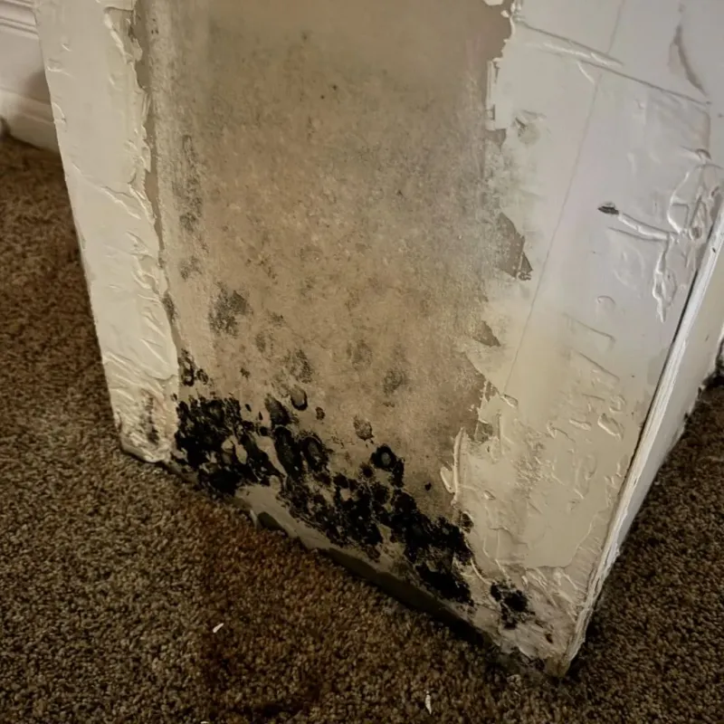 Professional Mold Removal in Fairview, TN